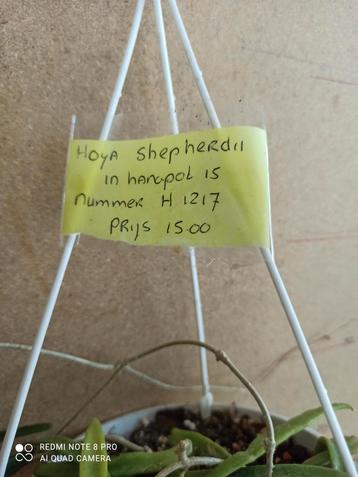 Hoya shepherdii in hangpot 15 nummer H1217 beschikbaar voor biedingen