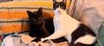 Forrest & Zorro (binnenkatten), Dieren en Toebehoren, Katten en Kittens | Overige Katten, Kortharig, 0 tot 2 jaar, Kater