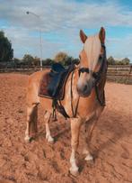 Prachtige 9 jarige Haflinger ruin, Dieren en Toebehoren, Pony's, Ruin