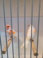 Rood mozaïek kanaries, Dieren en Toebehoren, Meerdere dieren, Kleurkanarie