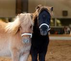 Smokey mini hengst veulen., Dieren en Toebehoren, Pony's, Niet van toepassing, 0 tot 2 jaar, Hengst, A pony (tot 1.17m)