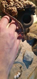 Madagascar grootkopgekko koppel (Paroedura picta), Hagedis