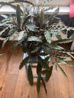 Philondendron, gezond, ongeveer 50cm, Ophalen, Zo goed als nieuw