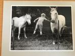 Paarden, Paard, 1960 tot 1980, Ongelopen, Ophalen of Verzenden