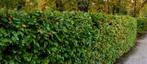 Beukenhaag - Fagus sylvatica - Groene beuken - Beukenheg, Tuin en Terras, Ophalen of Verzenden, Beukenhaag, 100 tot 250 cm