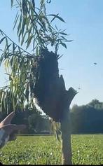 Bijenzwerm in je tuin, overlast? Imker hulp gratis!, Bijen