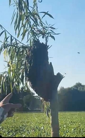 Bijenzwerm in je tuin, overlast? Imker hulp gratis! beschikbaar voor biedingen