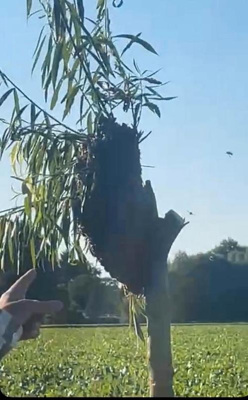 Bijenzwerm in je tuin, overlast? Imker hulp gratis!, Dieren en Toebehoren, Insecten en Spinnen, Bijen