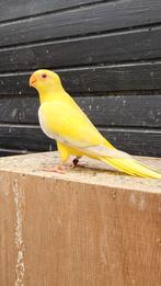 Elegant/ Eleganten, Dieren en Toebehoren, Vogels | Parkieten en Papegaaien, Meerdere dieren, Parkiet, Geringd