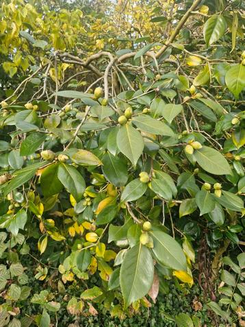 Japanse Roos Rood - 2 Meter Hoog beschikbaar voor biedingen