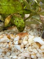 Cpo dwergkreeft, Dieren en Toebehoren, Vis