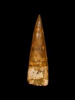 Grote gewortelde spinosaurus aegyptiacus tand., Verzamelen, Mineralen en Fossielen, Ophalen of Verzenden, Fossiel