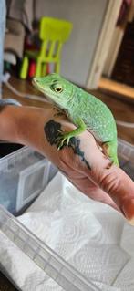 Anolis, Dieren en Toebehoren, Reptielen en Amfibieën, Hagedis, Tam, 0 tot 2 jaar