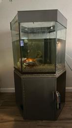 Aquarium met 4 vissen . Mag ook apart van elkaar, Ophalen, Zo goed als nieuw