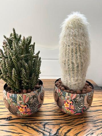 Twee cactussen in pot - Egmond aan Zee beschikbaar voor biedingen