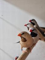 Spitsstaartamadine | Mooi vogels | Passend advies, Meerdere dieren, Zangkanarie