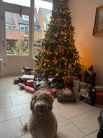 Australian Labradoodle, Dieren en Toebehoren, Honden | Dekreuen, Rabiës (hondsdolheid), Teef, Eén hond, 3 tot 5 jaar