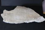 Pinna cretacea Boven-Krijt, Ophalen of Verzenden, Fossiel