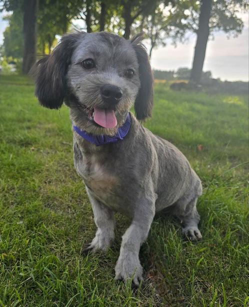 Super leuk boomer reutje, Dieren en Toebehoren, Honden | Chihuahua's en Gezelschapshonden, Reu, Overige rassen, Fokker | Hobbymatig