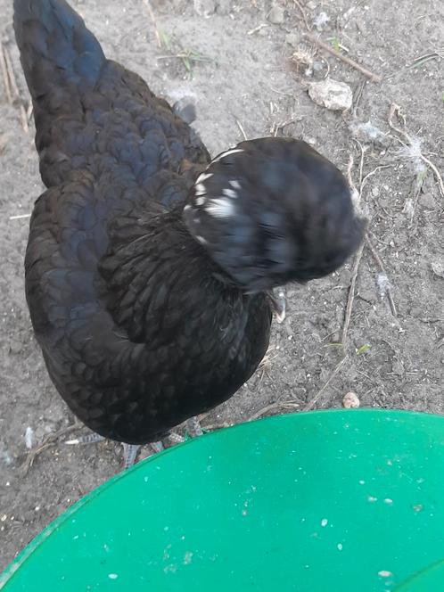 Kosovo langkraaiers te koop, Dieren en Toebehoren, Pluimvee, Kip, Meerdere dieren