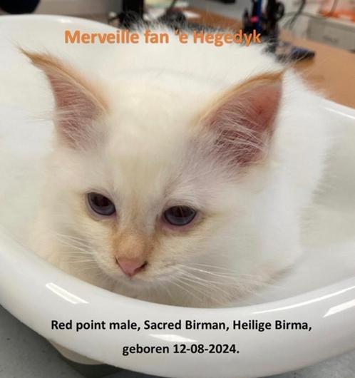 Heilige Birmanen te koop, Dieren en Toebehoren, Katten en Kittens | Raskatten | Langhaar, Meerdere dieren, 0 tot 2 jaar, Met stamboom