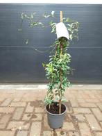 Trachelospermum Jasminoides ‘Star of Milano’ - Sterjasmijn, Ophalen, Volle zon, Vaste plant, Klimplanten