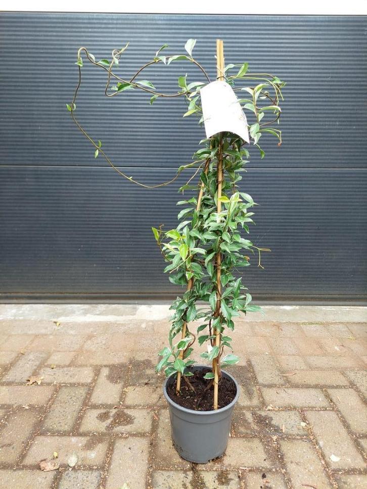 Trachelospermum Jasminoides ‘Star of Milano’ - Sterjasmijn, Tuin en Terras, Planten | Tuinplanten, Vaste plant, Klimplanten, Volle zon