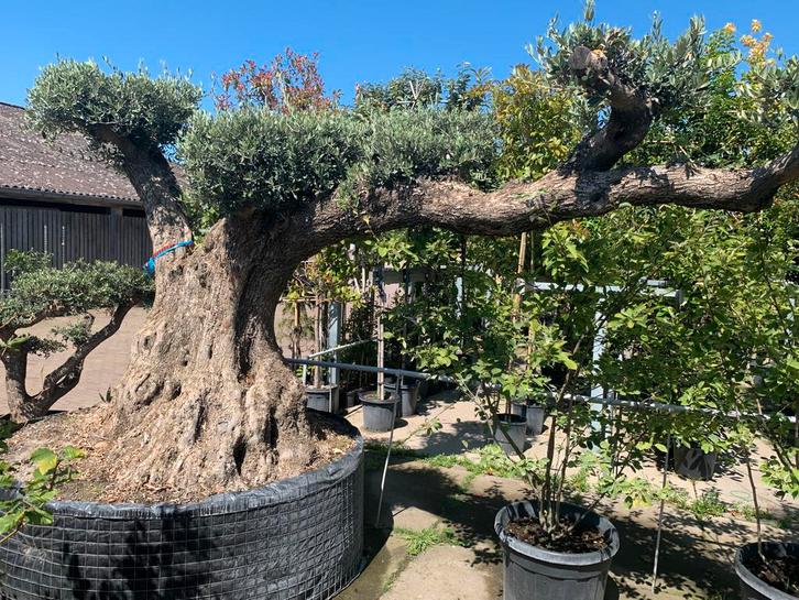 Olijfboom PomPon Lechin Centenario malla, Tuin en Terras, Planten | Bomen, Olijfboom, 100 tot 250 cm, Volle zon, Zomer, Ophalen