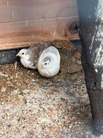 Kwartel trio, Meerdere dieren