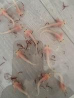 Axolotl babies, Amfibie, 0 tot 2 jaar