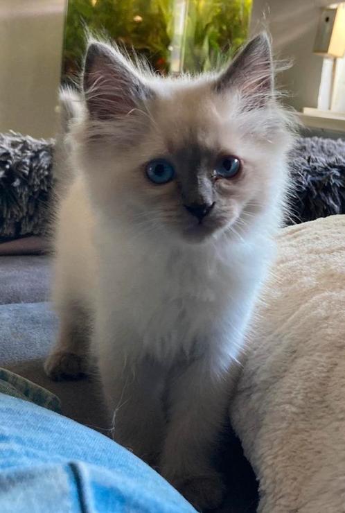 Ragdoll kittens willen VERHUIZEN, Dieren en Toebehoren, Katten en Kittens | Raskatten | Langhaar, Meerdere dieren, 0 tot 2 jaar