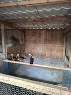 Te koop mandarijn eend wildkleur, Mannelijk, Eend