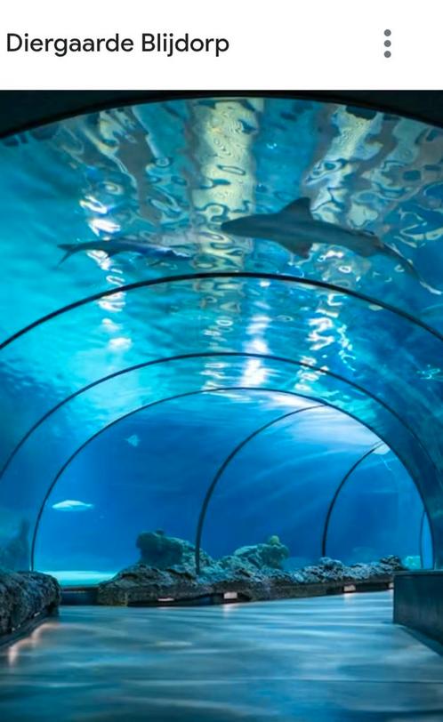 Blijdorp kortingskaartjes (2 volwassenen + 1 kind), Tickets en Kaartjes, Recreatie | Dierentuinen, Drie personen of meer