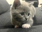 Britse korthaar kitten, Dieren en Toebehoren, Katten en Kittens | Overige Katten, Poes