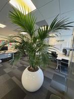 Kentia palm met pot, Huis en Inrichting, Kamerplanten, Ophalen, Overige soorten, In pot, 150 tot 200 cm