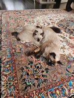 Ragdoll Kittens, Dieren en Toebehoren, Kater, 0 tot 2 jaar