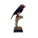 Uniek: Zwartbandbaardvogel te koop!, Verzamelen, Dierenverzamelingen, Ophalen of Verzenden, Zo goed als nieuw, Vogel, Opgezet dier