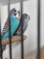 Div mooie koppels grasparkieten, Dieren en Toebehoren, Vogels | Parkieten en Papegaaien, Meerdere dieren, Parkiet
