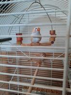 Tekoop mooi koppel zebravinken, Dieren en Toebehoren, Meerdere dieren, Kleurkanarie