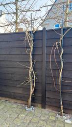 Gratis Kiwibessen struik/klimplanten  9 stuks, Tuin en Terras, Planten | Bomen, Ophalen of Verzenden, Volle zon, Overige soorten