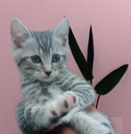 kat ter adoptie, Dieren en Toebehoren, Kater