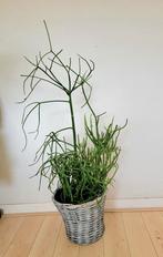 Grote Euphorbia tirucalli, Potloodplant met mand., Ophalen, Halfschaduw, Minder dan 100 cm