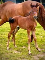 Meerdere PRE’s  (Andalusier) te koop, Dieren en Toebehoren, Paarden, M, Dressuurpaard, 0 tot 2 jaar, Meerdere dieren