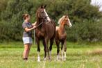 Drachtige Don Shufro, Dieren en Toebehoren, Paarden, Merrie, Gechipt, Niet van toepassing, Dressuurpaard