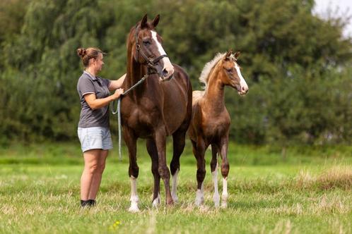 Drachtige Don Shufro, Dieren en Toebehoren, Paarden, Merrie, Niet van toepassing, 165 tot 170 cm, 11 jaar of ouder, Dressuurpaard