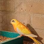 Mooie turquoisine parkiet, Dieren en Toebehoren, Vrouwelijk, Parkiet