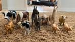 Schleich en Procon boerderij dieren, Ophalen of Verzenden, Zo goed als nieuw, Boerderijdier, Beeldje of Figuurtje