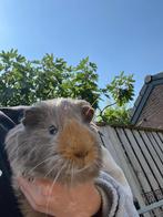 2 mooie cavia beertjes, Dieren en Toebehoren, Knaagdieren, Maart, Mannelijk, Cavia