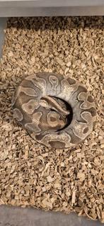 python regius, Slang, 3 tot 6 jaar