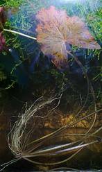 Aquarium plant Rode tijger lotus, Ophalen, Nieuw, Plant(en), Steen of Hout